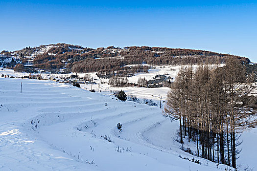 雪地,树林,村庄,雪村