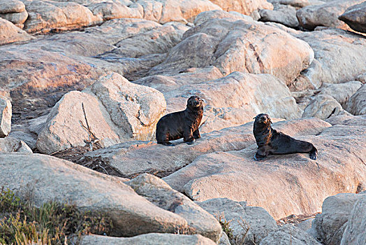 幼兽,海豹,幼仔,国家公园,南非