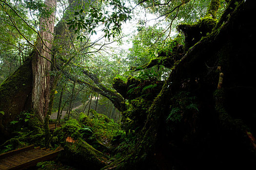 台湾宜兰县栖兰马告神木,是著名的旅游胜地