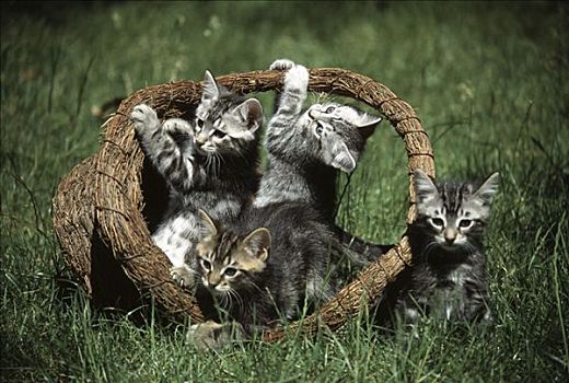 小猫,木质,篮子