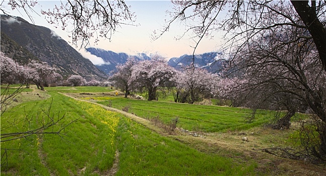 野桃花观赏圣地索松村