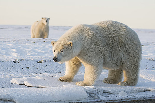 北极熊,公猪,走,冰冻,向上,区域,北极圈,国家野生动植物保护区,阿拉斯加