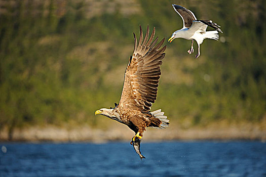 白尾,鹰,海洋,飞行,捕食,黑背,海鸥,后面,挪威,斯堪的纳维亚,欧洲