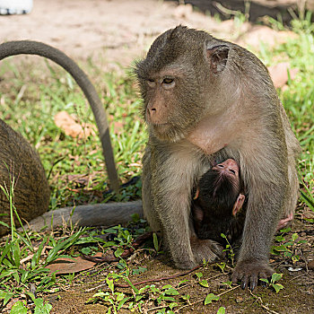 特写,猴子,哺乳,幼仔,收获,柬埔寨