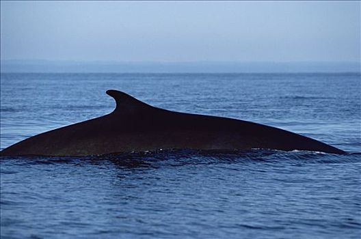 鳍鲸,长须鲸,剪影,背鳍,北下加利福尼亚州,墨西哥