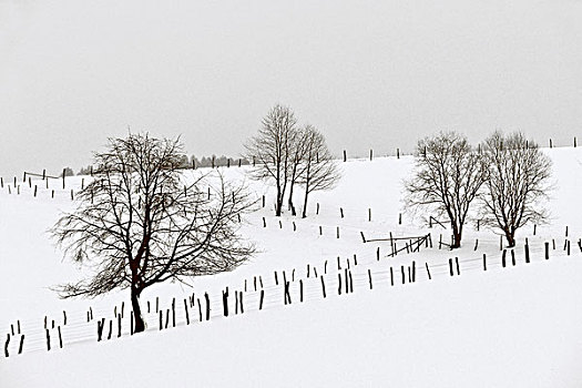 雪,遮盖,地点,栏杆,树,乡村