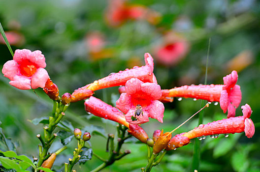 凌霄花开