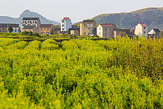 山村,茶园