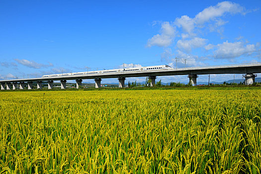 行驶在丰收田野的高铁列车