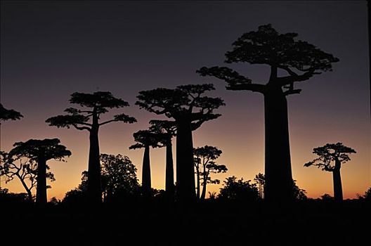 猴面包树,日落,靠近,穆龙达瓦,马达加斯加