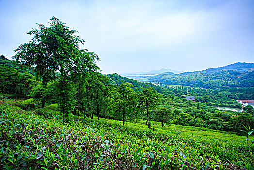 茶园,山,绿色,山林