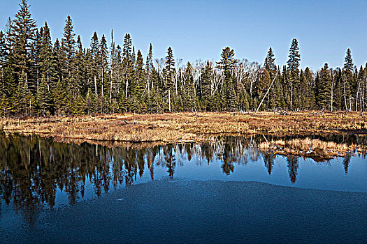 冰,狼,叫喊,水塘,阿尔冈金省立公园,安大略省,加拿大