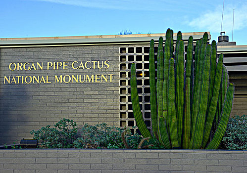 美国,亚利桑那,管风琴仙人掌国家保护区,中心,大幅,尺寸