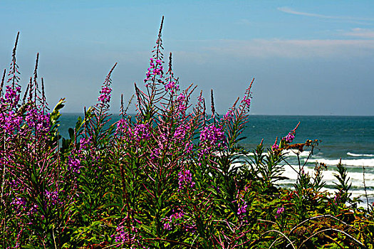 杂草,海滩,俄勒冈,美国
