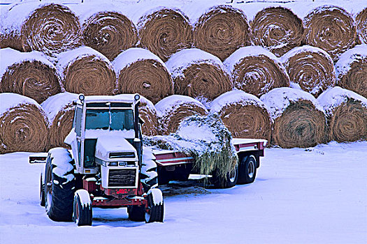 拖拉机,干草包,不列颠哥伦比亚省,加拿大
