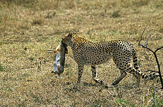 印度豹,猎豹,成年,兔子,杀,马萨伊,公园,肯尼亚
