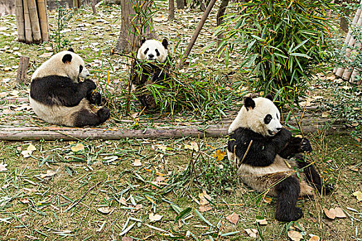 中国,四川,成都,三个,大熊猫,熊,进食,竹笋,研究,饲养