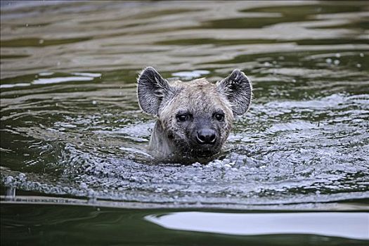 幼兽,斑鬣狗,游泳,水