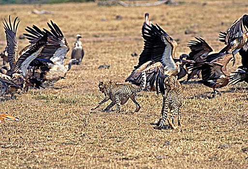 印度豹,猎豹,猎捕,秃鹰,肯尼亚
