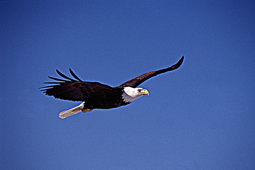 白头鹰,海雕属,雕,飞行,阿拉斯加,美国