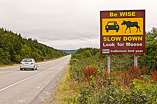 路边,读,智慧,慢,驼鹿,道路,公路,纽芬兰,拉布拉多犬,加拿大