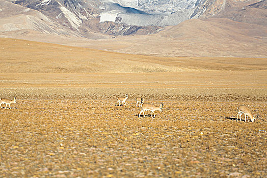 山坡上的藏羚羊