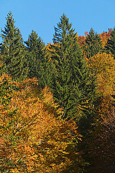 树林,塞文山脉,朗格多克-鲁西永大区,法国