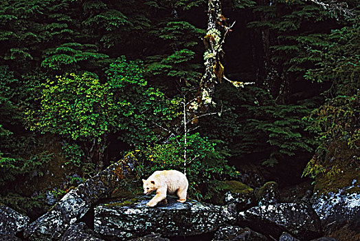 灵熊,大公主岛,不列颠哥伦比亚省,加拿大
