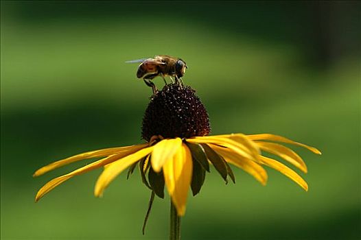 蜜蜂,坐,金花菊