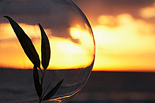 树苗,水晶球,海洋,迈阿密海滩,佛罗里达,美国