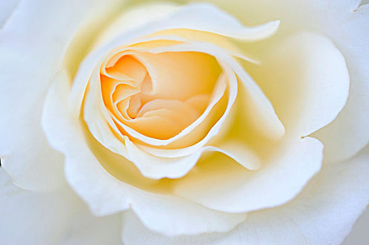 特写,白色蔷薇,粉色