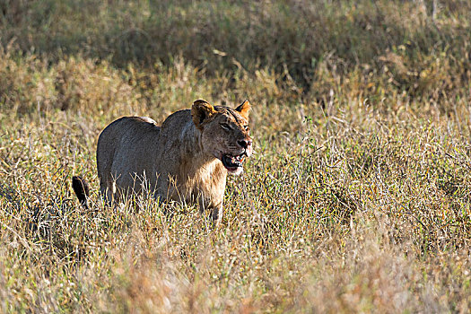 雌狮,狮子,查沃,肯尼亚,非洲