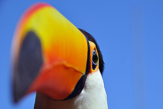 托哥巨嘴鸟,伊瓜苏,波多黎各,边界,阿根廷,巴西,南美