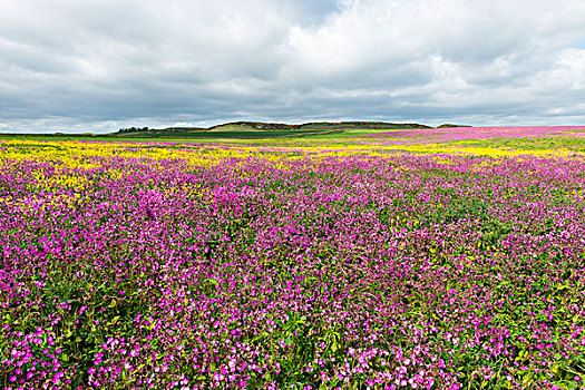 景色,地点,盛开,粉花,油菜,多云天气,诺森伯兰郡,英格兰,英国