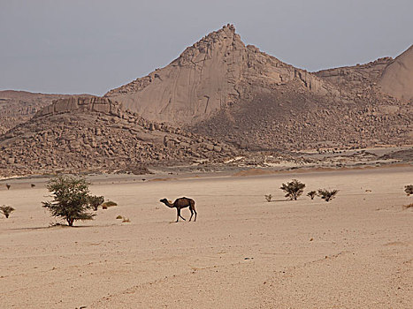 孤单,骆驼,阿尔及利亚