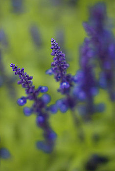 花,格桑花,薰衣草