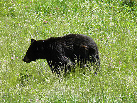美国黄石国家公园的黑熊