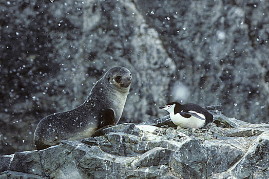南极,岛屿,海豹,靠近,帽带企鹅,巢穴