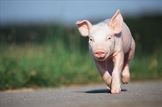 小猪,跑,道路