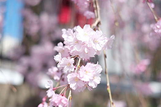 京都樱花