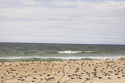 海鸥,沙滩