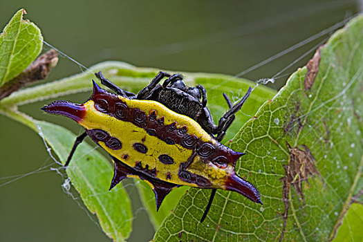 刺状,蜘蛛,女性,巴布亚新几内亚