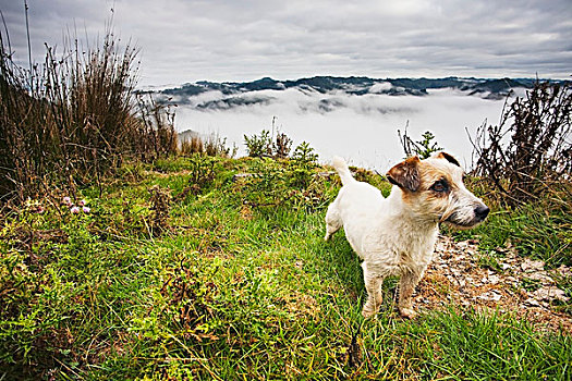 牧羊犬,站立,风景,山,上方,晨雾,蓝色,住宿,国家公园,新西兰