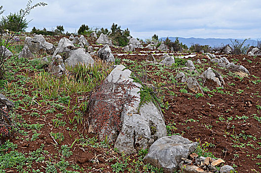 威宁山野小石林景观