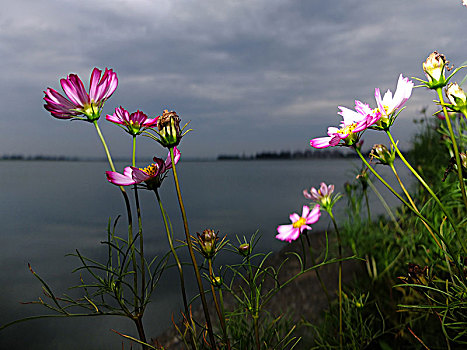 淀山湖的格桑花