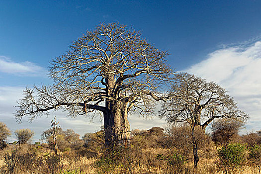 非洲,猴面包树,塔兰吉雷国家公园,坦桑尼亚