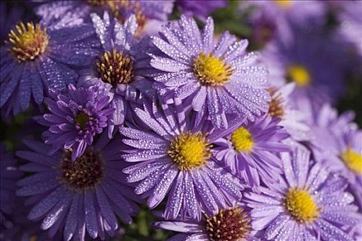 紫苑属,花,德国