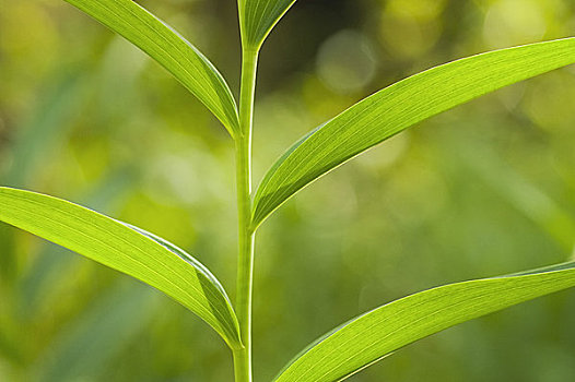 特写,茎,植物