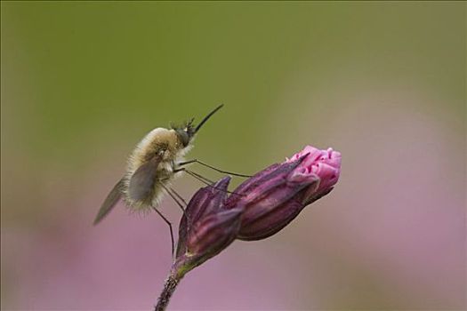 蜜蜂,飞行