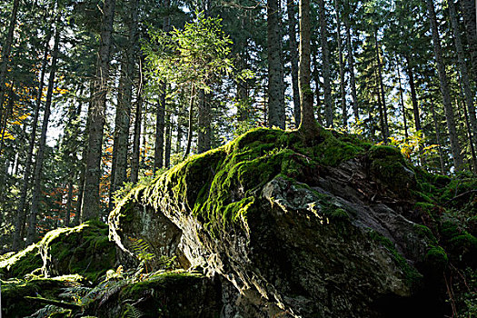 苔藓,遮盖,石头,树林,靠近,黑森林,德国